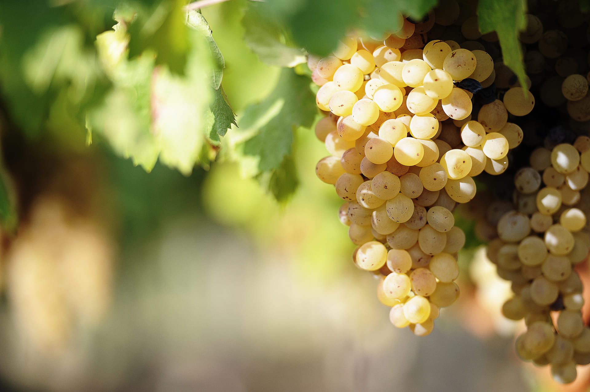 Los tipos de uva para vino más utilizados en España - Vinos Iberian