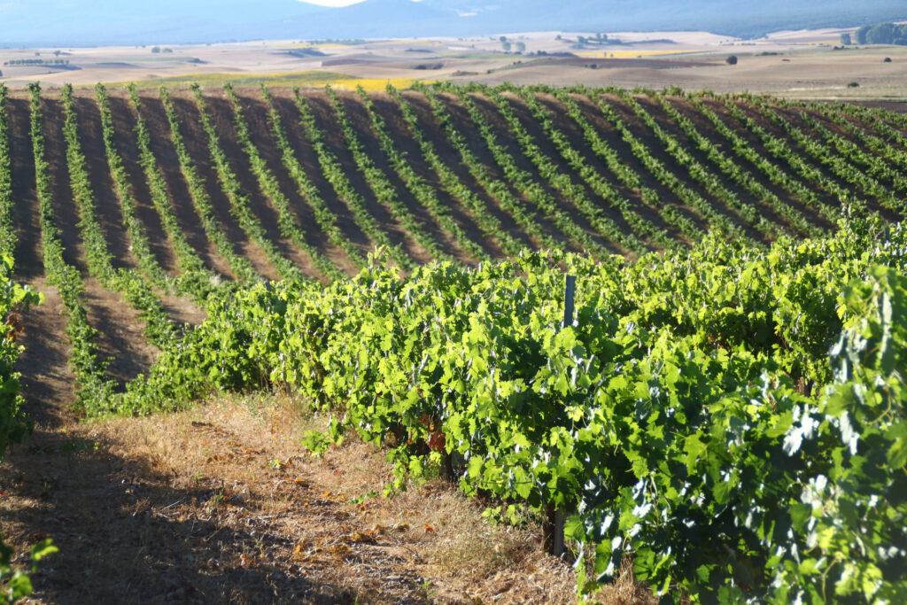 La Mejor Cata De Vinos De La Ribera Del Duero Vinos Iberian La Mejor Cata De Vinos De La Ribera Del Duero Vinos Iberian